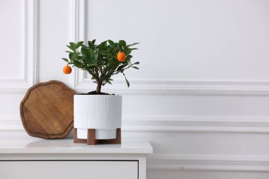 Beyaz duvarın yanındaki dolapta mandalina ağacı ve ahşap tahta var.