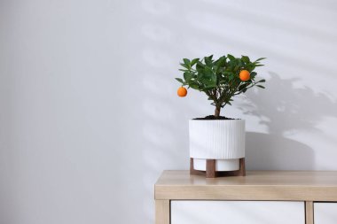 Beyaz duvarın yanındaki dolapta mandalina ağacı var.