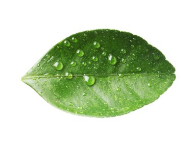 Taze yeşil bir yaprak ve beyaz üzerine su damlaları.