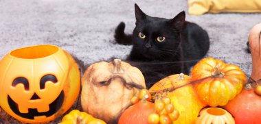 Cadılar Bayramı kutlaması. Şirin kedi ve halı içinde balkabağı