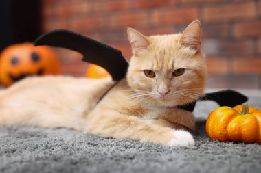 Cadılar Bayramı kutlaması. Yarasa kanatları olan sevimli bir kedi ve halı içinde kabaklar.
