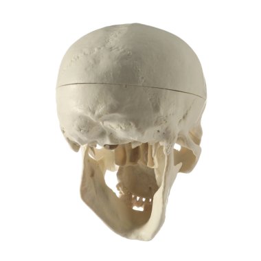 Beyazda izole edilmiş yapay insan kafatası modeli