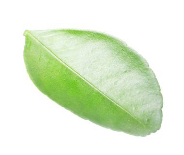 Taze yeşil bir yaprak beyaza izole edilmiş