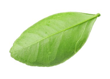 Taze yeşil bir yaprak beyaza izole edilmiş