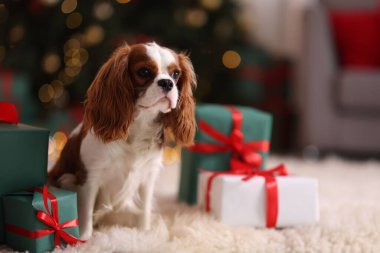 Noel hediye kutularının yanındaki şirin köpek evde yerde, mesaj atmak için yer var.