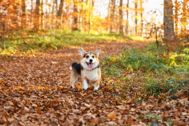 Güz ormanlarında yürüyüş yapan tatlı Galli Corgi köpeği.