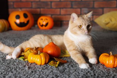 Cadılar Bayramı kutlaması. Şirin kedi, balkabağı ve sonbahar yaprakları.