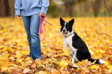 Sonbahar parkında sevimli köpeğini gezdiren kadın, yakın plan.