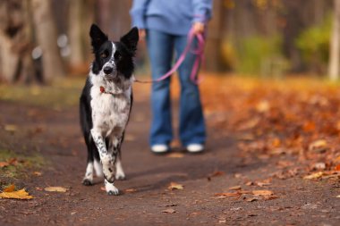 Sonbahar parkında sevimli köpeğini gezdiren kadın, seçici odaklanma.