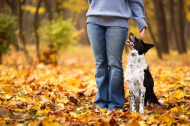 Sonbahar parkında sevimli köpeğini gezdiren bir kadın, yakın plan. Metin için boşluk