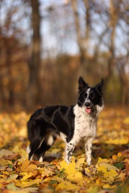 Güneşli bir günde parkta sevimli bir köpek. Sonbahar yürüyüşü