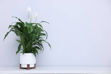 Işık duvarının yanındaki beyaz masada çiçekli güzel spathiphyllum (barış zambağı) bitkisi. Metin için boşluk