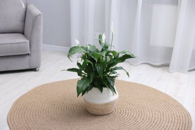 Evinde çiçekli güzel spathiphyllum (barış zambağı) bitkisi