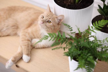 Şirin kızıl kedi ve ahşap masa üzerindeki farklı ev bitkileri.