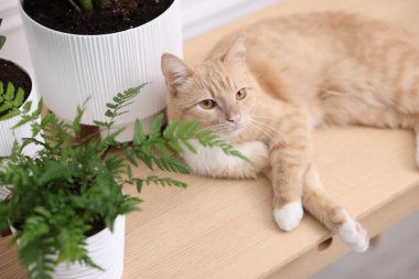 Şirin kızıl kedi ve ahşap masa üzerindeki farklı ev bitkileri.