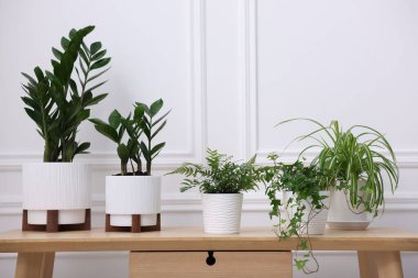 Beyaz duvarın yanındaki ahşap masada farklı saksı bitkileri. Metin için boşluk