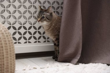 Evde kaloriferin yanında sevimli bir kedi var.