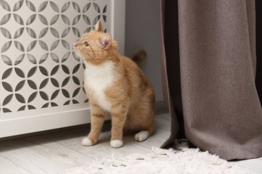 Evde kaloriferin yanında sevimli kızıl kedi var.