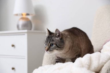 Evdeki koltukta sevimli bir kedi, mesaj için yer var. Sevimli hayvan.