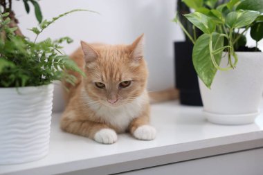 Şirin kızıl kedi ve farklı ev bitkileri.