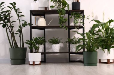 Raflarda ve evdeki zeminde farklı güzel saksılar var.