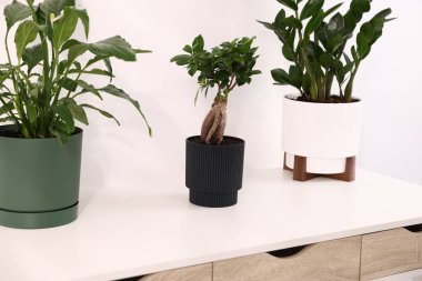 Beyaz duvarın yanındaki masada farklı saksı bitkileri var.