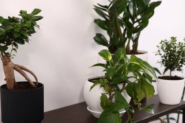 Beyaz duvarın yanındaki masada farklı saksı bitkileri var.