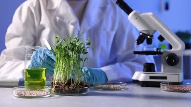 GDO konsepti. Masada mikro yeşillik numuneleriyle çalışan bilim adamı.