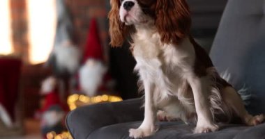 Noel için dekore edilmiş koltuktaki sevimli köpek. Kamera ileri gidiyor