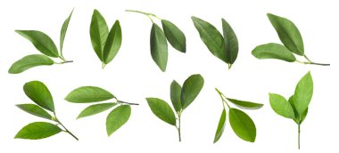 Turunçgil bitkisinin taze yeşil yaprakları beyaza izole edilmiş.