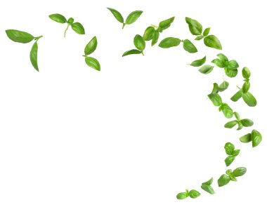 Taze yeşil fesleğen yaprakları beyaz arka planda havada uçuşuyor.