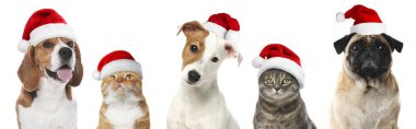 Beyaz arka planda Noel Baba şapkaları olan sevimli kedi ve köpekler.