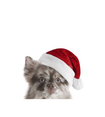 Beyaz arka planda Noel Baba şapkalı şirin köpek.