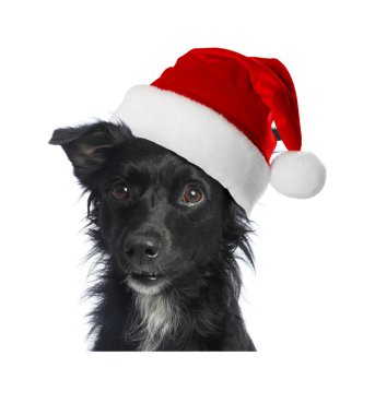 Beyaz arka planda Noel Baba şapkalı şirin köpek.