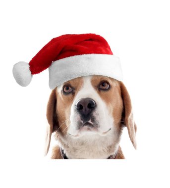 Beyaz arka planda Noel Baba şapkalı şirin köpek.