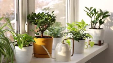 Pencerenin pervazında farklı güzel bitkiler var.