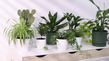 Beyaz duvarın yanındaki masada farklı saksı bitkileri var.