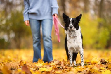 Sonbahar parkında sevimli köpeğini gezdiren kadın, yakın plan.