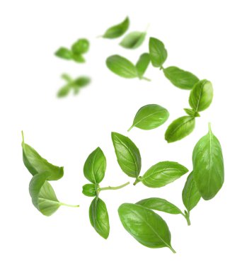 Taze yeşil fesleğen yaprakları beyaz arka planda havada uçuşuyor.