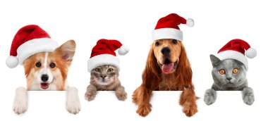 Noel Baba şapkalı sevimli kedi ve köpekler beyaz arka planda pankarttan dikizliyorlar.