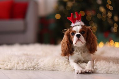 Evde komik saç bandı takmış şirin bir köpek, mesaj için yer var. Noel atmosferi