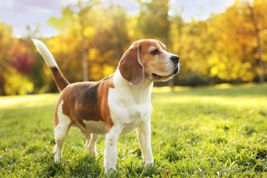 Güneşli bir günde sonbahar parkında tatlı Beagle köpeği, mesaj atmak için yer var.