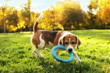 Sonbahar parkında yeşil çimlerde yüzük oyuncağıyla sevimli Beagle köpeği.