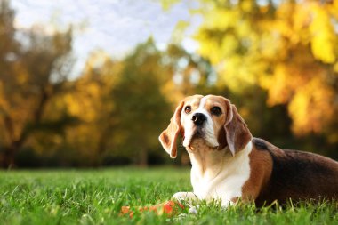 Sonbahar parkında yeşil çimlerde tatlı Beagle köpeği, mesaj için yer