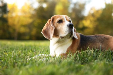 Sonbahar parkında yeşil çimlerde tatlı Beagle köpeği, mesaj için yer