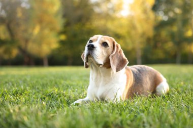 Sonbahar parkında yeşil çimlerde tatlı Beagle köpeği, mesaj için yer