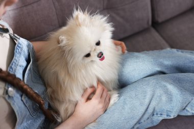 Pomeranya köpekli genç kız evdeki kanepede, manzaranın üstünde.