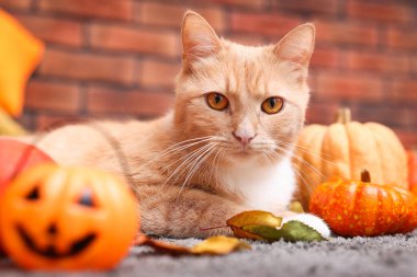 Cadılar Bayramı kutlaması. Şirin kedi, balkabağı ve sonbahar yaprakları.