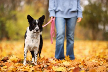 Sonbahar parkında sevimli köpeğini gezdiren kadın, yakın plan.