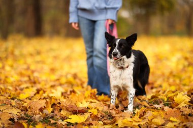 Sonbahar parkında sevimli köpeğini gezdiren kadın, yakın plan.